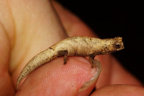 Vortrag Madagaskar