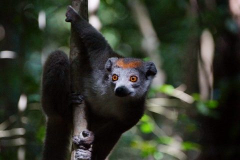 Vortrag Madagaskar