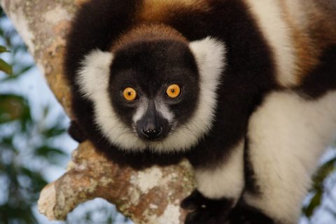 Vortrag Madagaskar