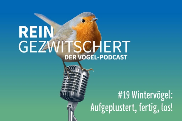 Zum NABU-Podcast Folge (19) – Wintervögel: Aufgeplustert, fertig, los!