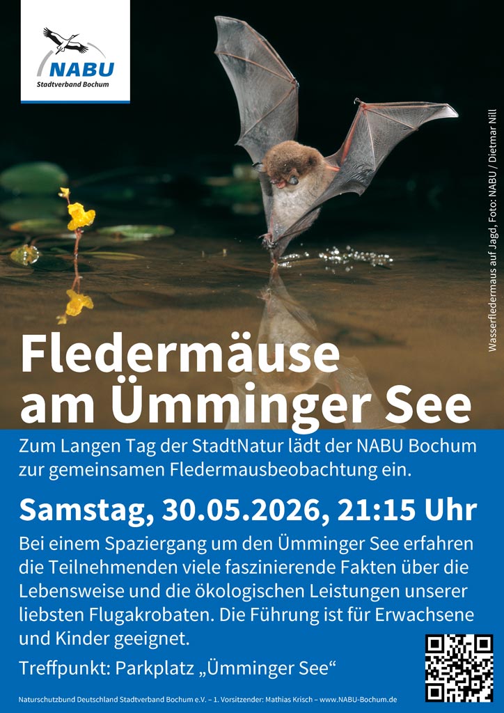 26-05-30-Fledermäuse-Ümminger