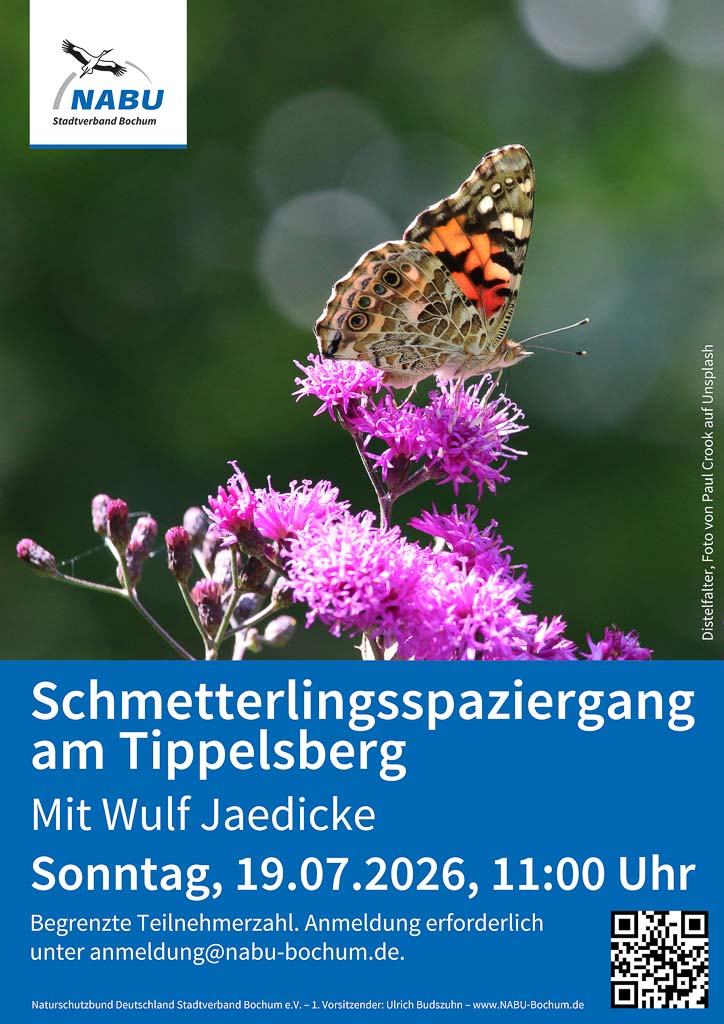 26-07-19-schmetterlinge-tippelsberg