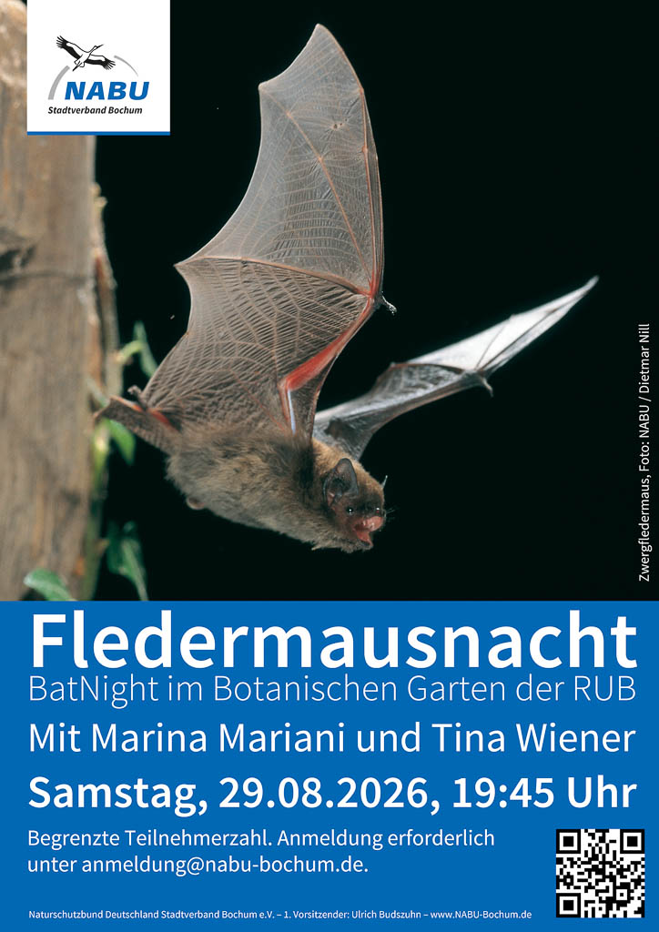 26-08-29-fledermausnacht