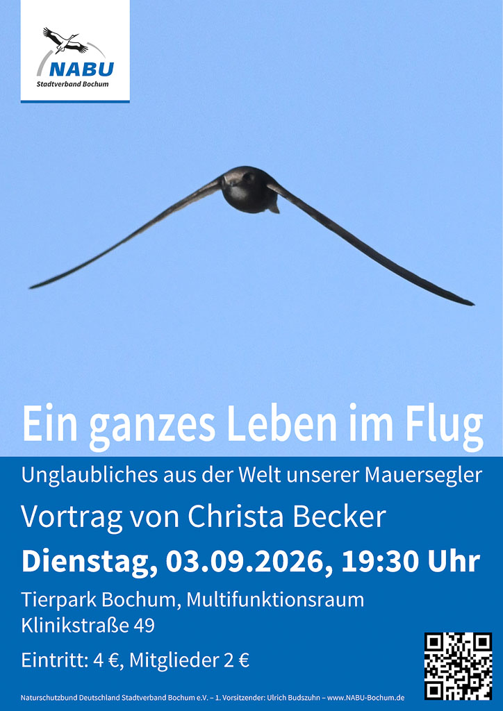 26-09-03-mauersegler