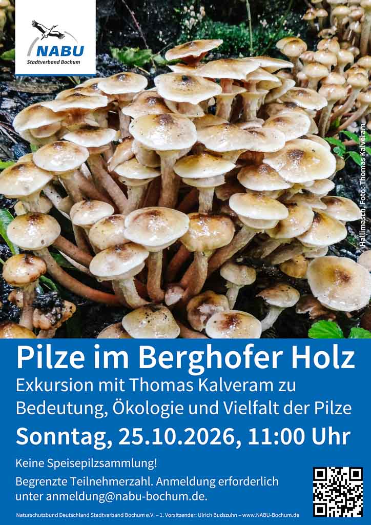 26-10-25-pilzexkursion-nabu-1024-2