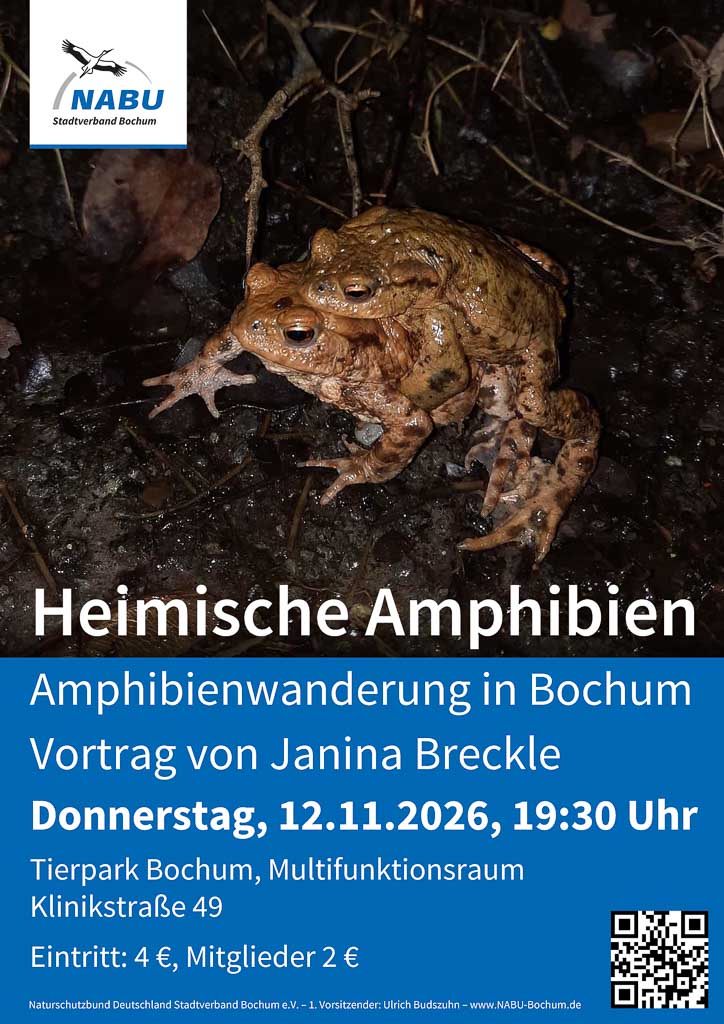 26-11-12-amphibien